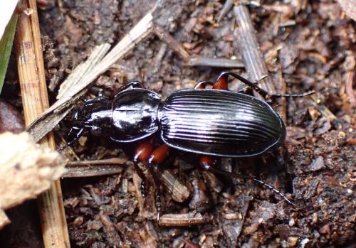 Pterostichus madidus